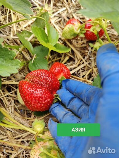 Земляника Азия саженец