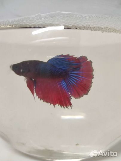 Рыбка петушок