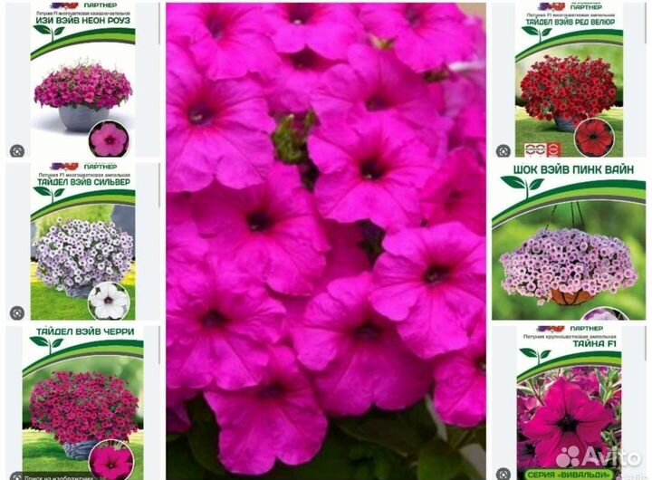 Гигантские петуии