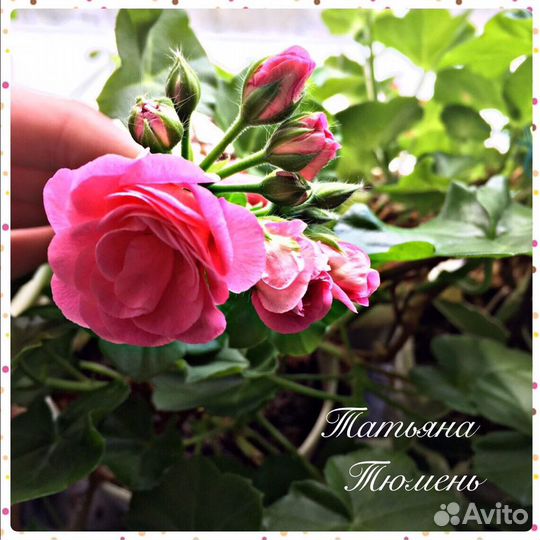 Пеларгония герань