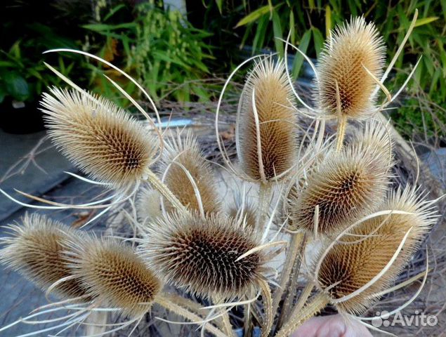 Как стабилизировать Мох Ягель