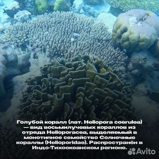 Голубой коралл