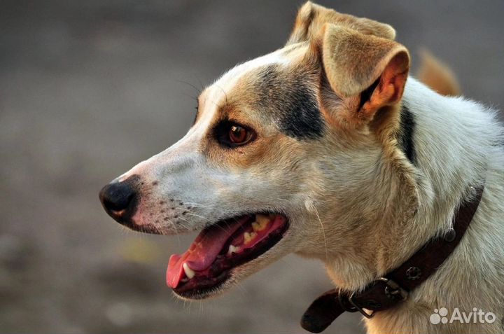 Чудо мальчик в добрые руки