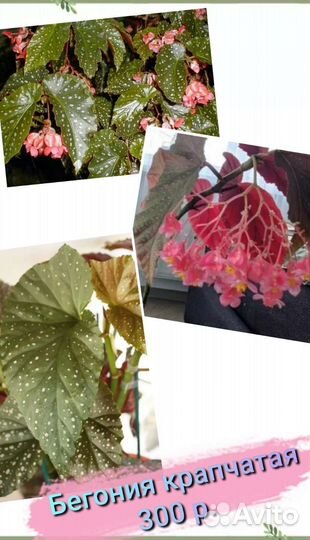 Бегония крапчатая