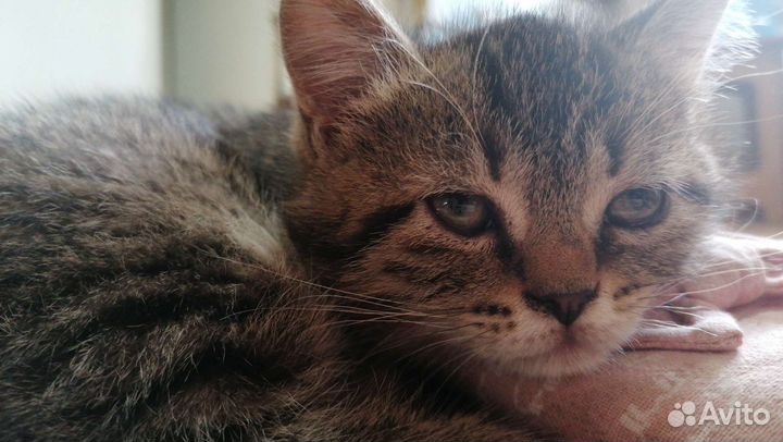 Котята полуперсы