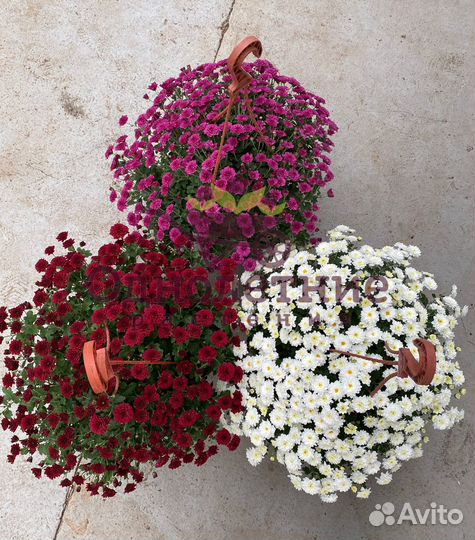 Хризантема Мультифлора в подвесных кашпо