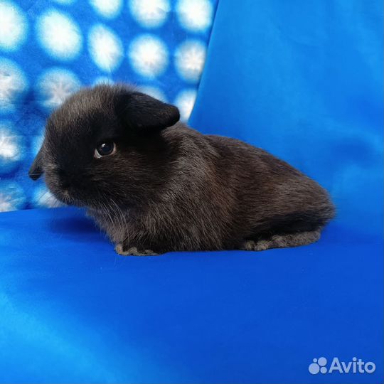Мини кролики. От дедушки мини лопа