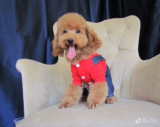 Щенки пуделя