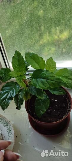 Кроссандра