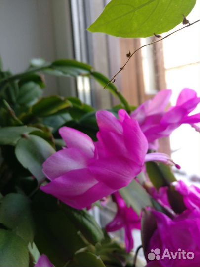 Декабрист шлюмбергера