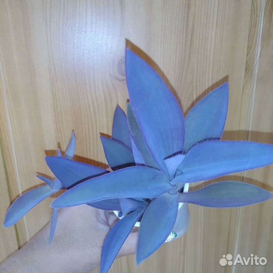 Сингониум, ктенанта,сеткреазия,цветы