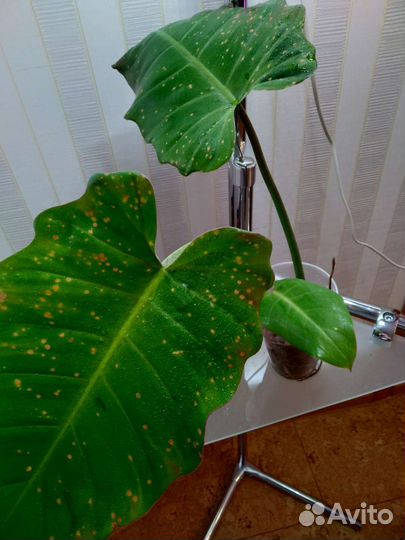 Карамель крем Джанг февер вар и другие