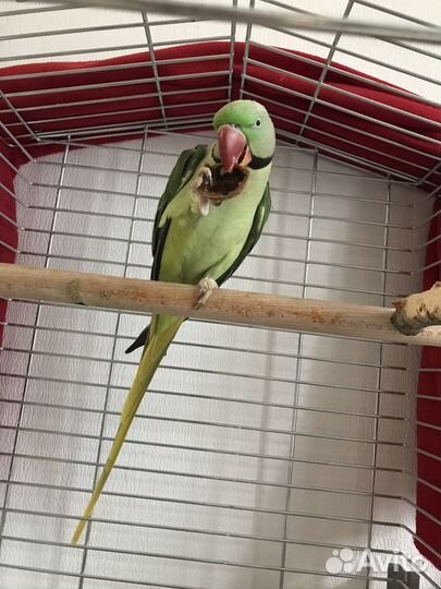 Передержка птиц