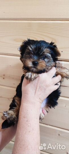 Щенки йорика