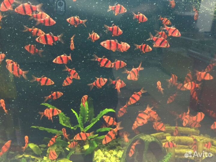 Аквариумные рыбки