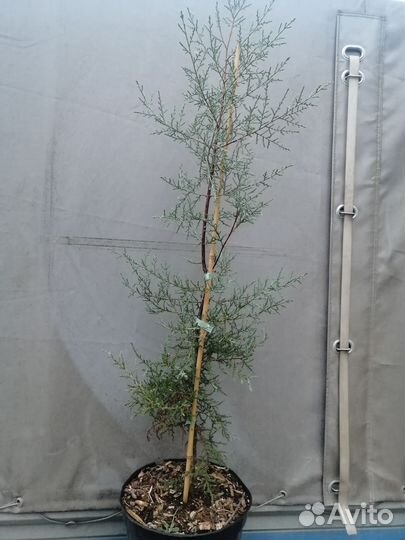 Кипарис, Можжевельник, Кедр