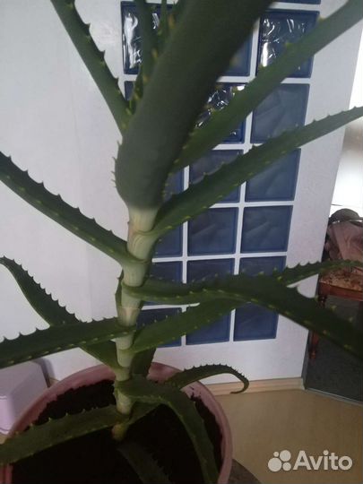 Алоэ древовидное