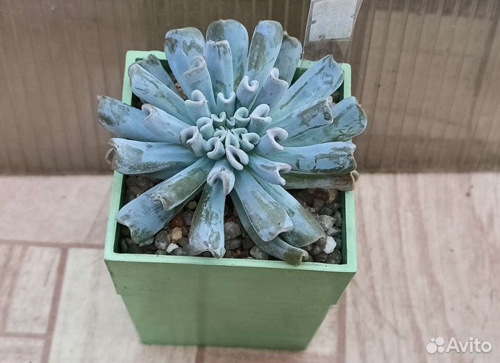 Кактусы и суккуленты