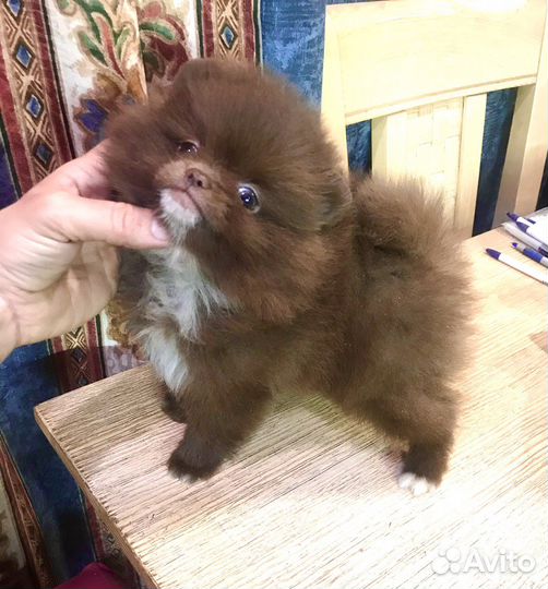 Померанский Шпиц мини девочка шоколадка