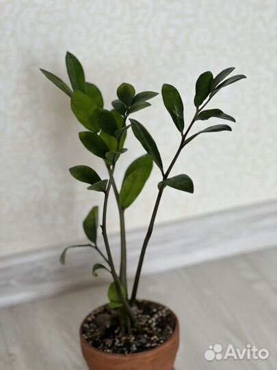 Замиокулькас