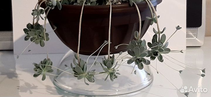 Суккуленты-Оростахис иваренге,цветы