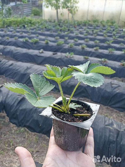 Рассада клубники азия и Екатерина