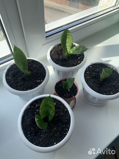 Сансевиерия щучий хвост