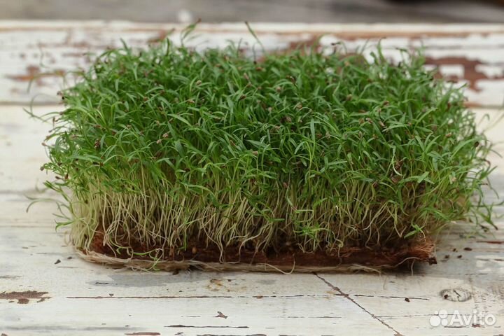 Микрозелень семена