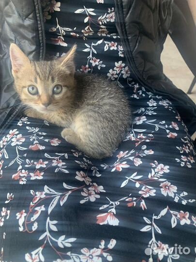 Котята шотландские