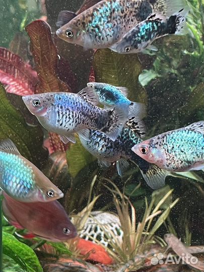 Аквариумные рыбки пецилия голубая
