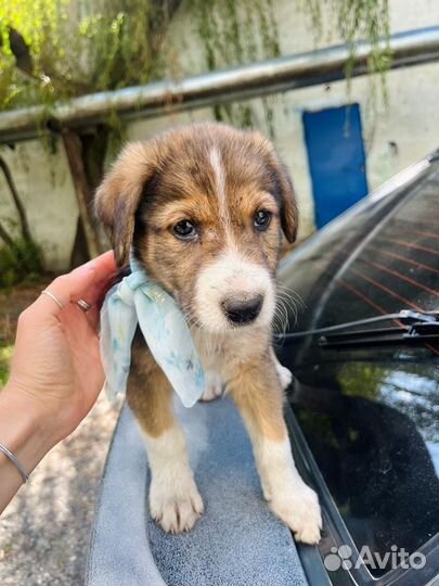 Щенок мальчик