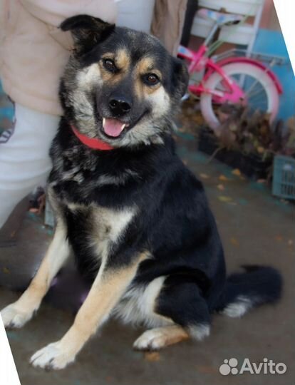 Собака в добрые руки