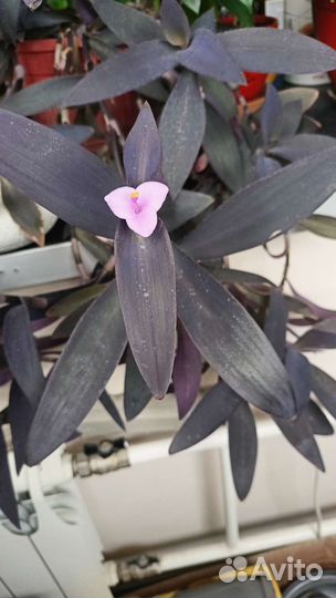 Сеткреазия (традесканция)