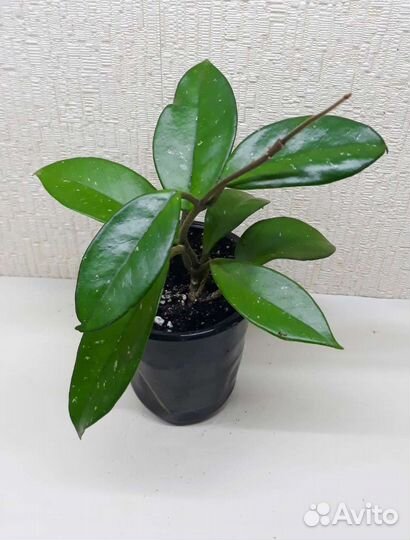 Хойя Карноза