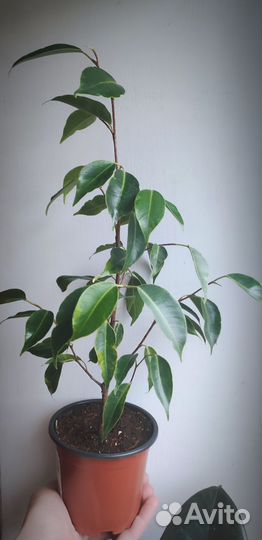 Фикус Анастасия