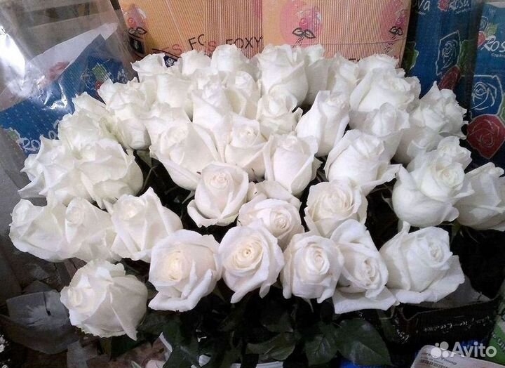 Высокие розы Гигантские Розы 150 160 170 180 190см