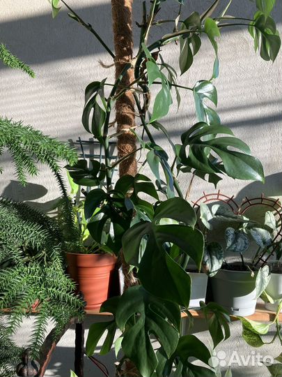 Монстера минима Рафидофора