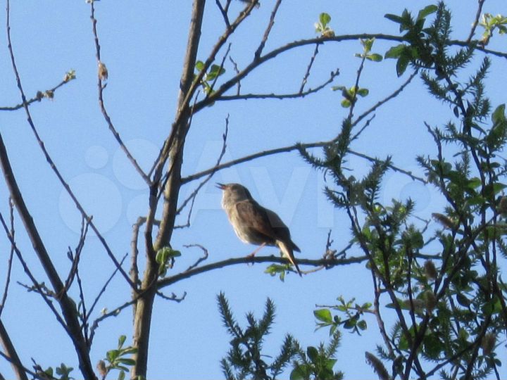 Участок 20 сот. (ИЖС)