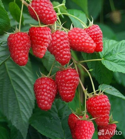 Саженцы малины