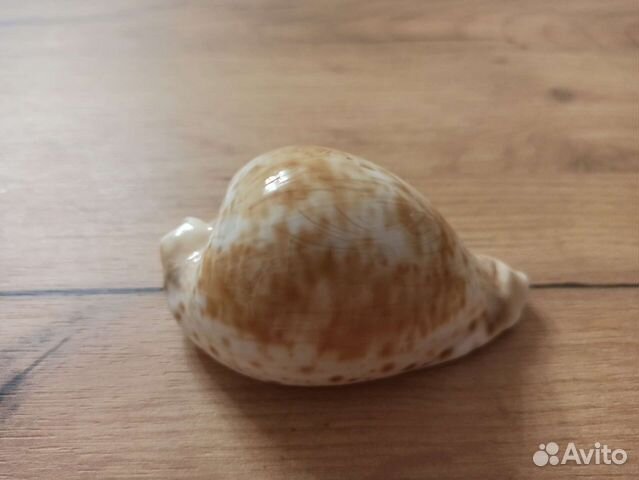 Морская раковина