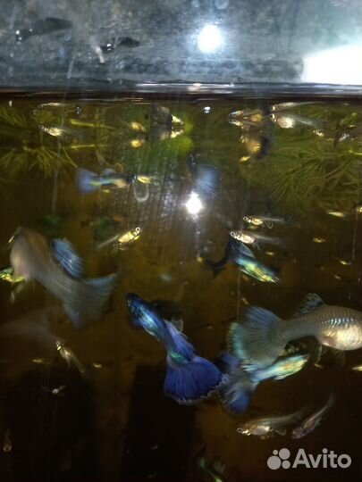 Продам гуппи чистая линия