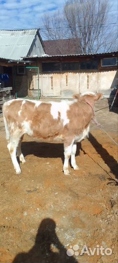 Домашние Тёлки 5 голов