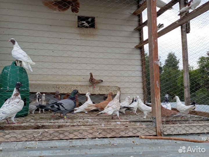 Продам Бакинских голубей