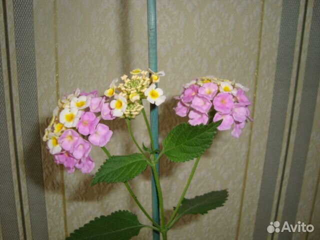 Лантана. Пиллиония,Шиффлера, Бенджамин