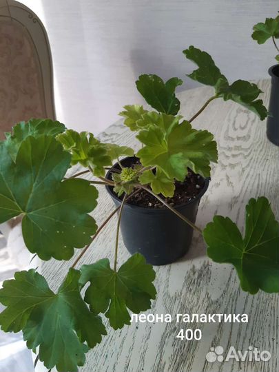 Пеларгония Патриция андреа. Принцесса грейс и др