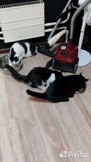 Отдам 2 котов и кошку в добрые руки