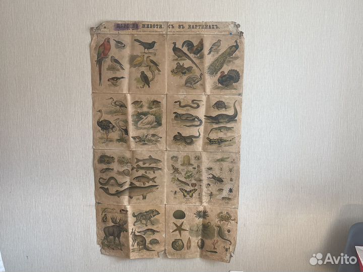 Дореволюционный плакат 1900-1917 ткань школа