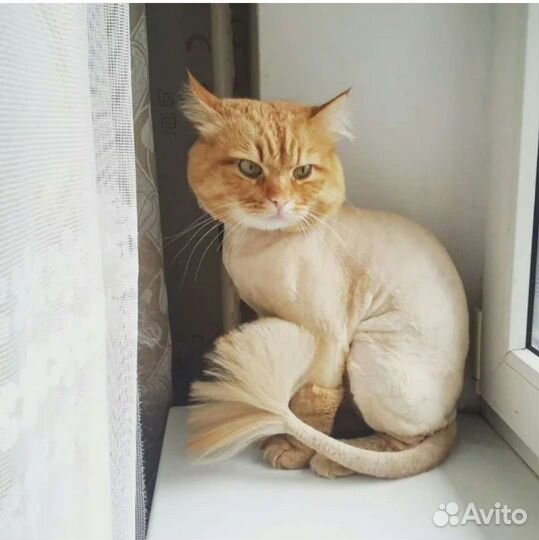 Стрижка кошек