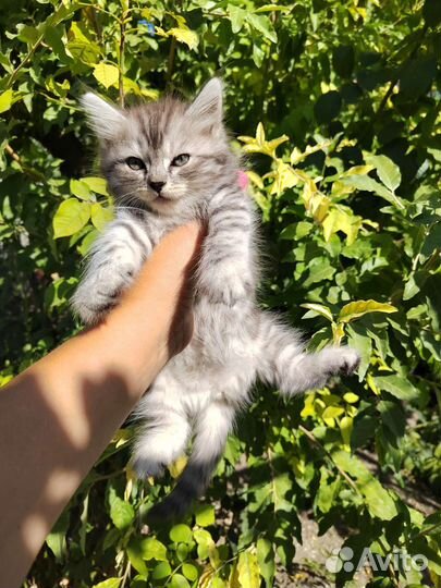Котята