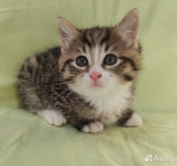 Розовоносое чудо 1, 5 мес